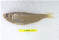 藏品(錘氏小砂(魚丁))的圖片